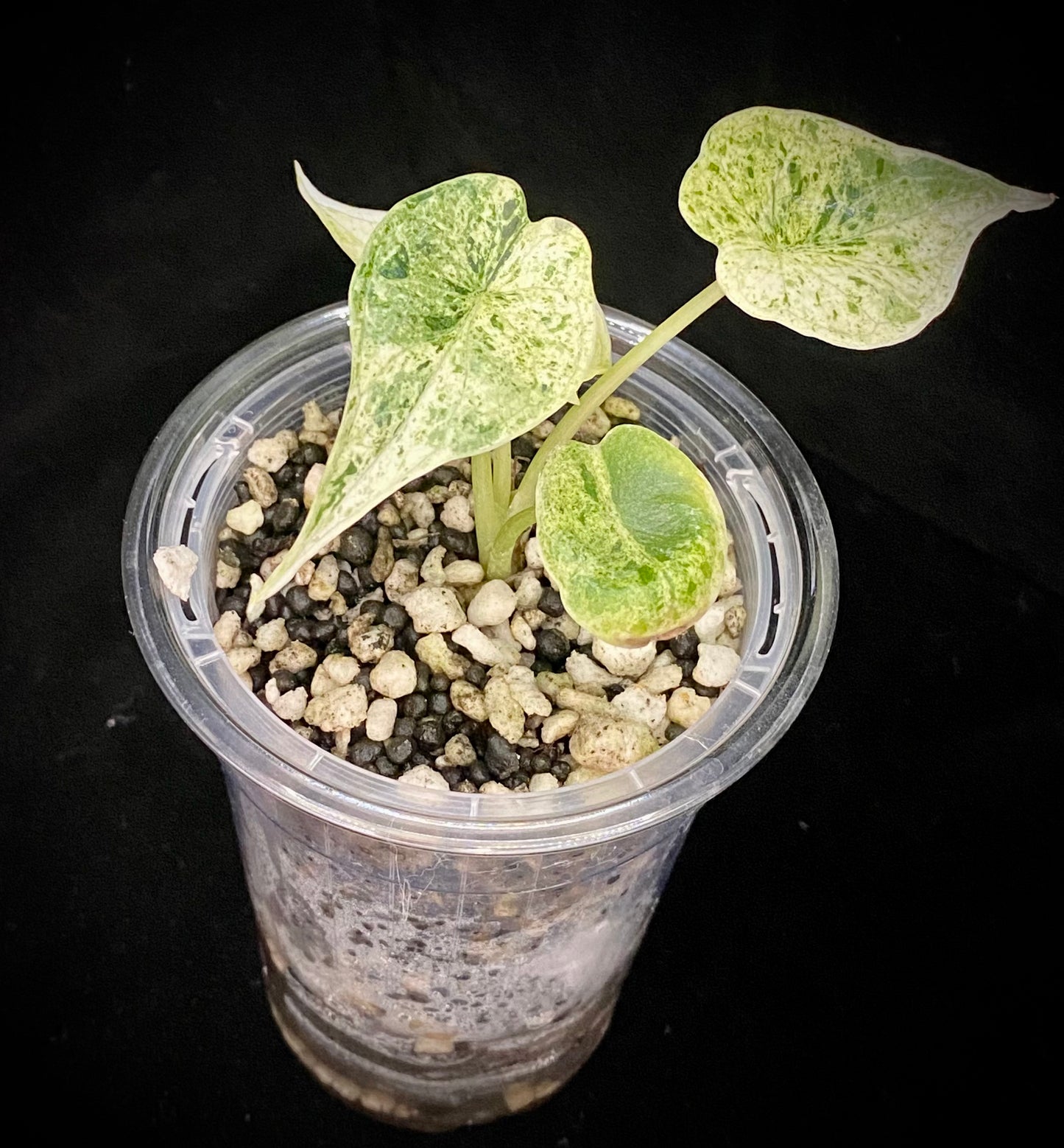 Alocasia Dragon Scale Mint Variegated D