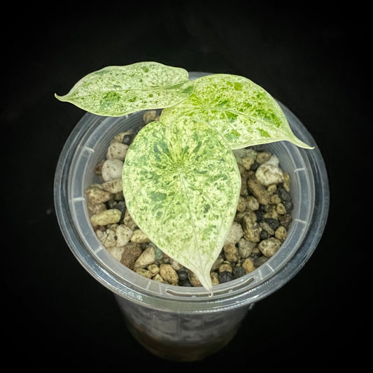 Alocasia Dragon Scale Mint Variegated K