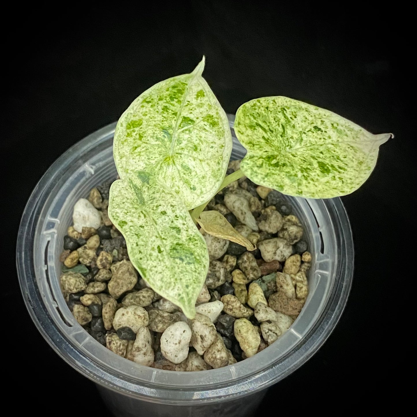 Alocasia Dragon Scale Mint Variegated K