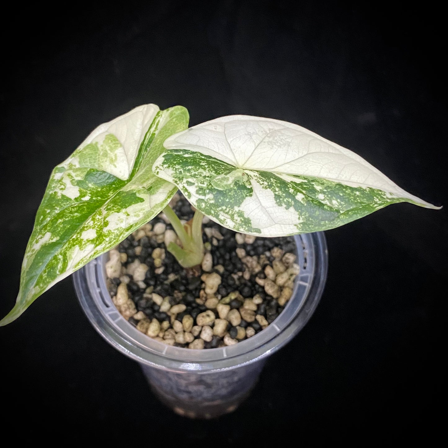 Alocasia Dragon Scale Albo Variegated H