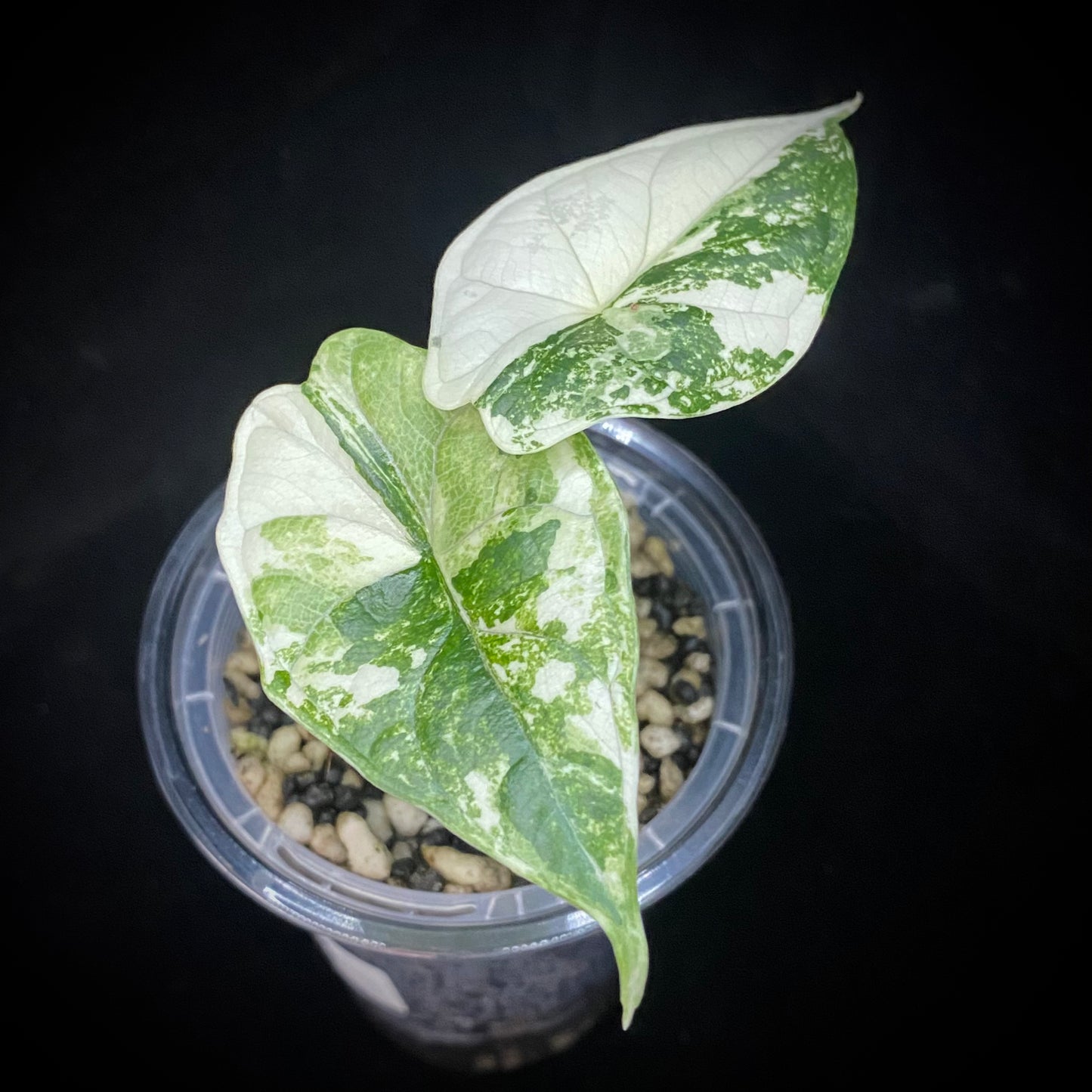 Alocasia Dragon Scale Albo Variegated H