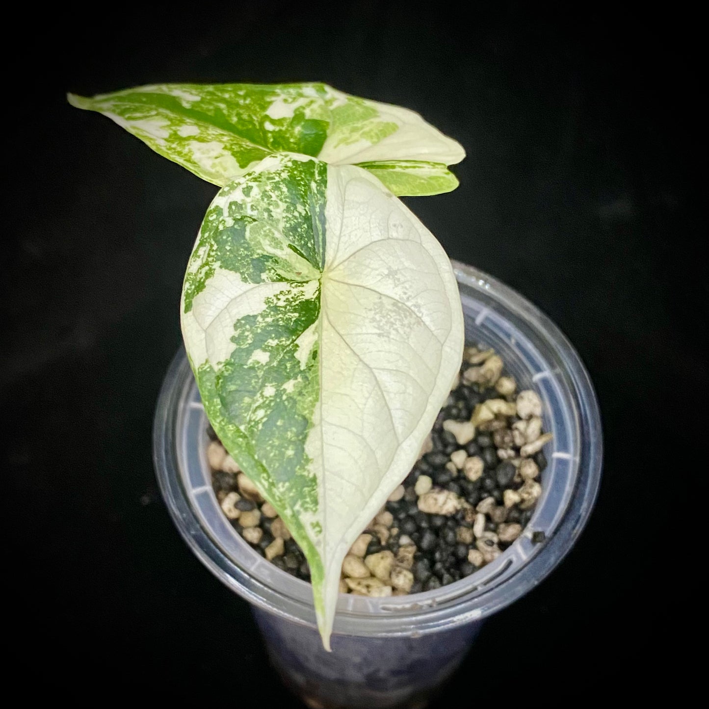 Alocasia Dragon Scale Albo Variegated H