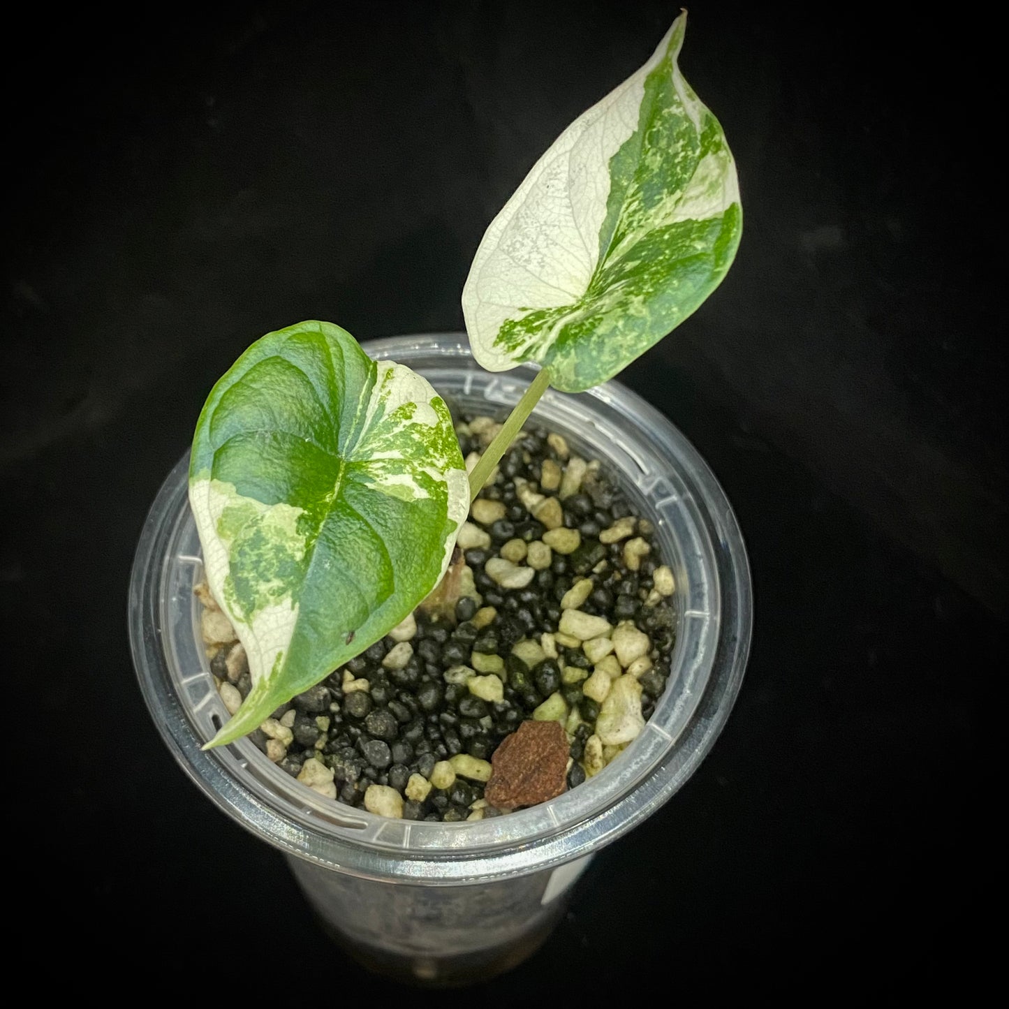 Alocasia Dragon Scale Albo Variegated I