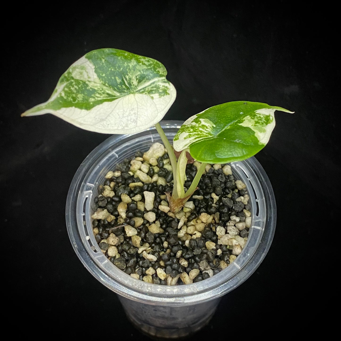 Alocasia Dragon Scale Albo Variegated I