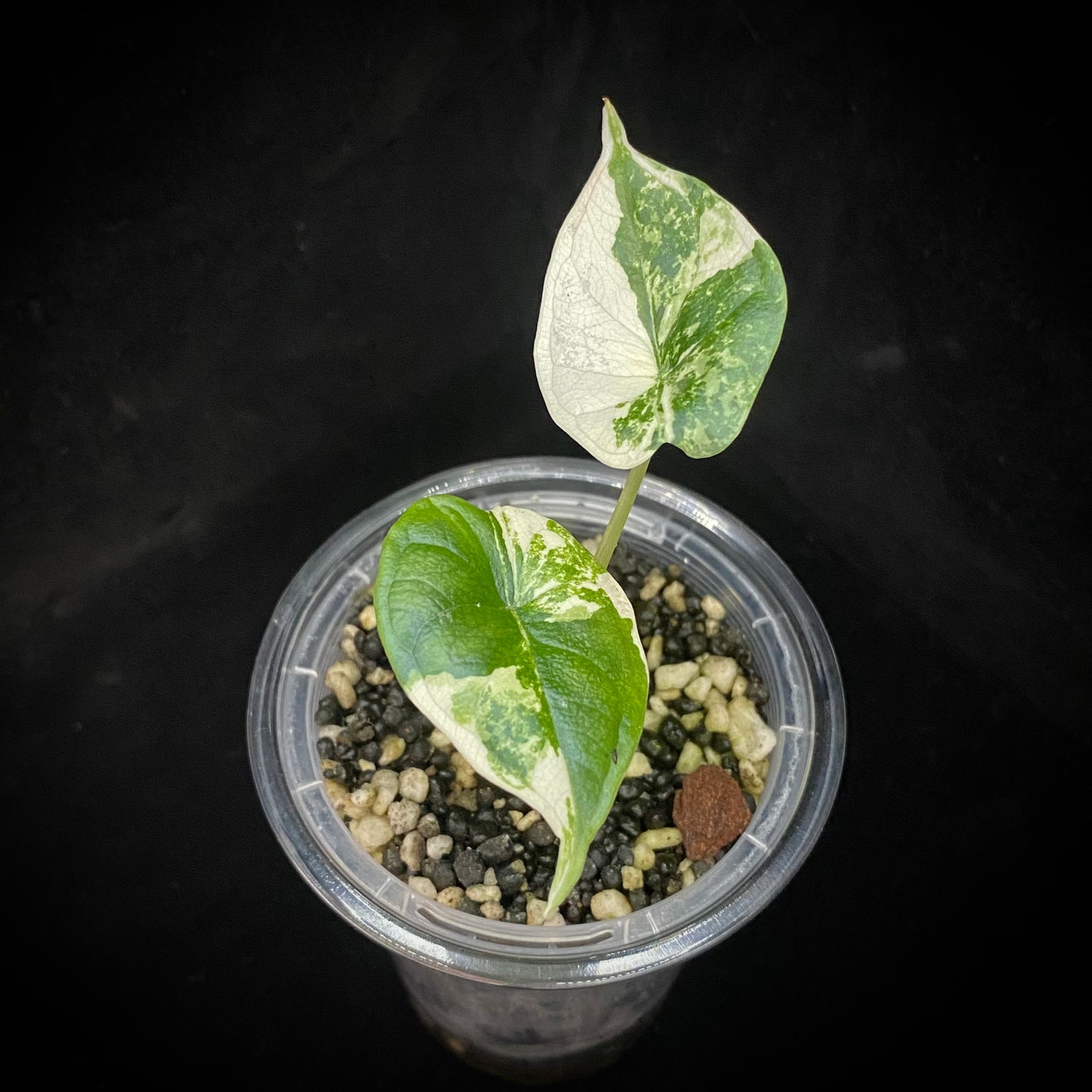 Alocasia Dragon Scale Albo Variegated I