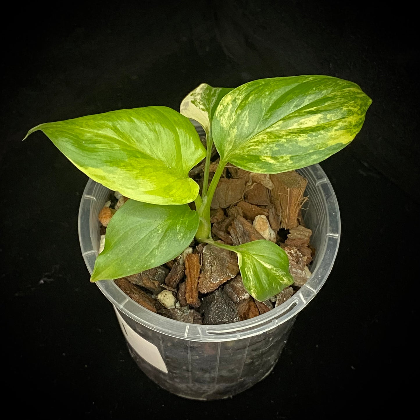 Homalomena Rubescens Aurea Variegated I