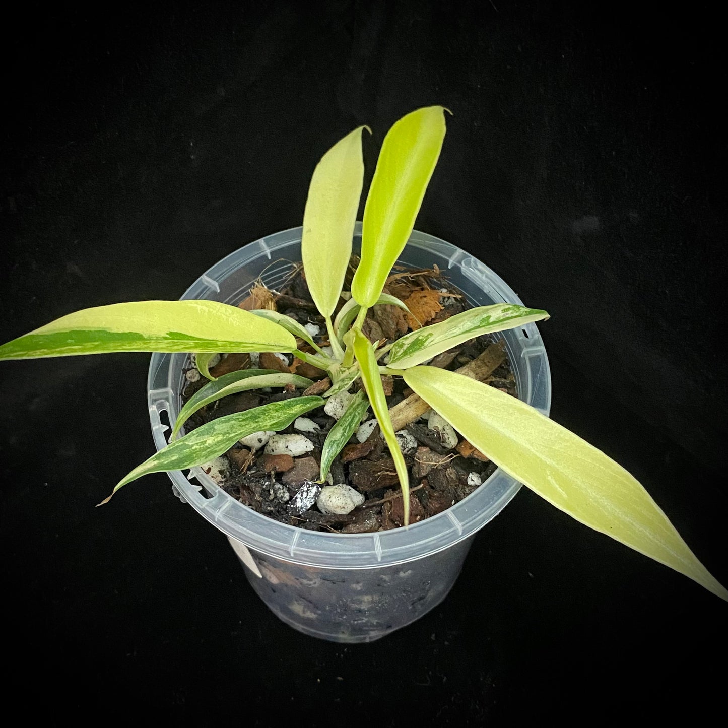 Philodendron Florida Beauty × Tortum Variegated B