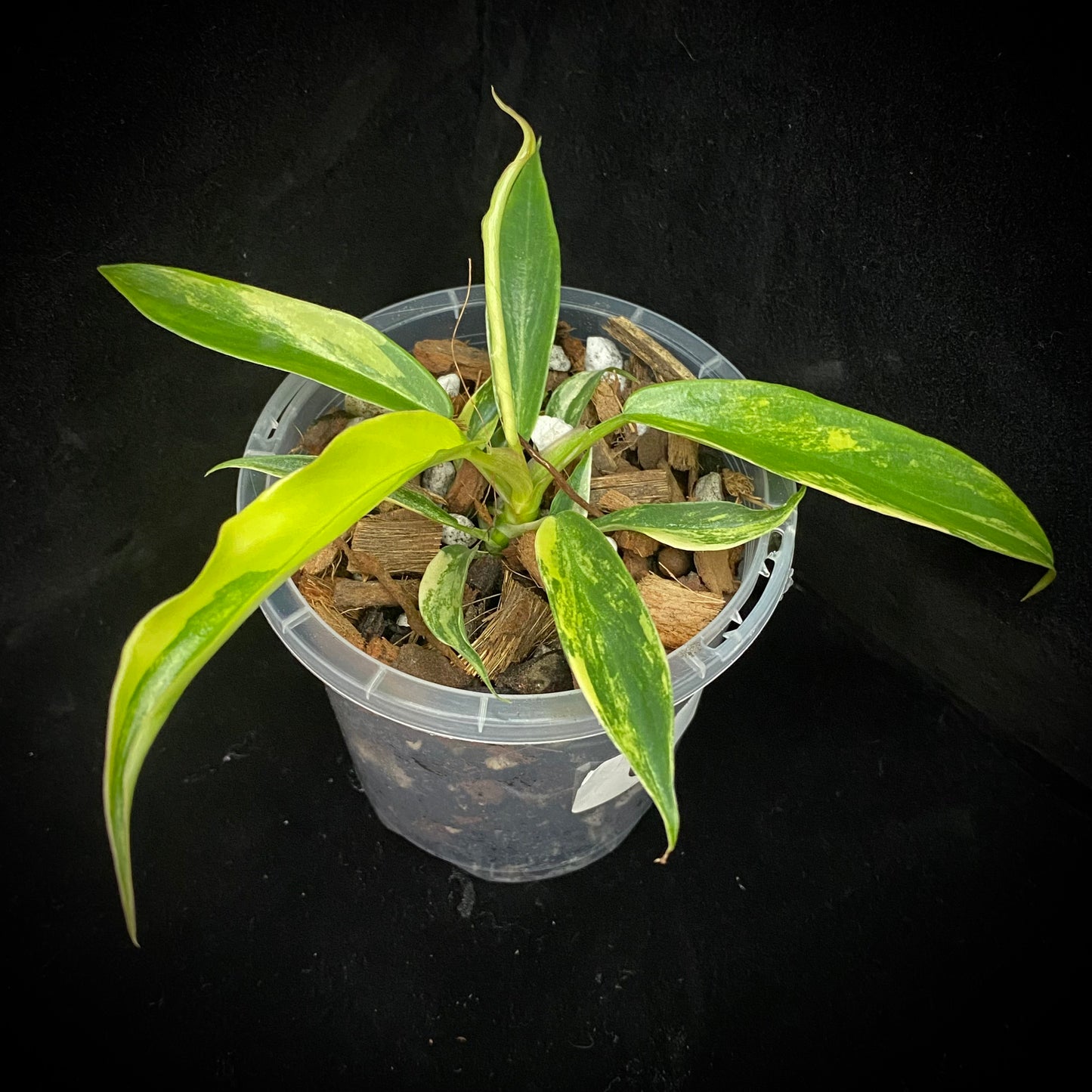 Philodendron Florida Beauty × Tortum Variegated C