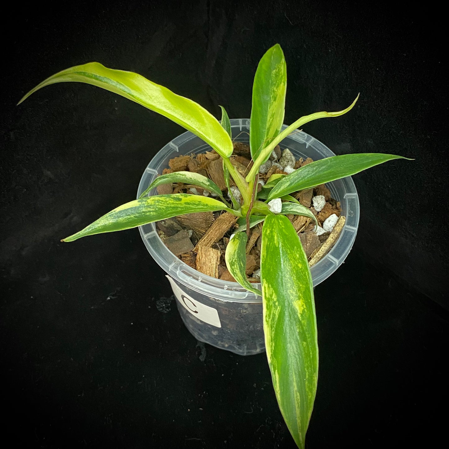 Philodendron Florida Beauty × Tortum Variegated C
