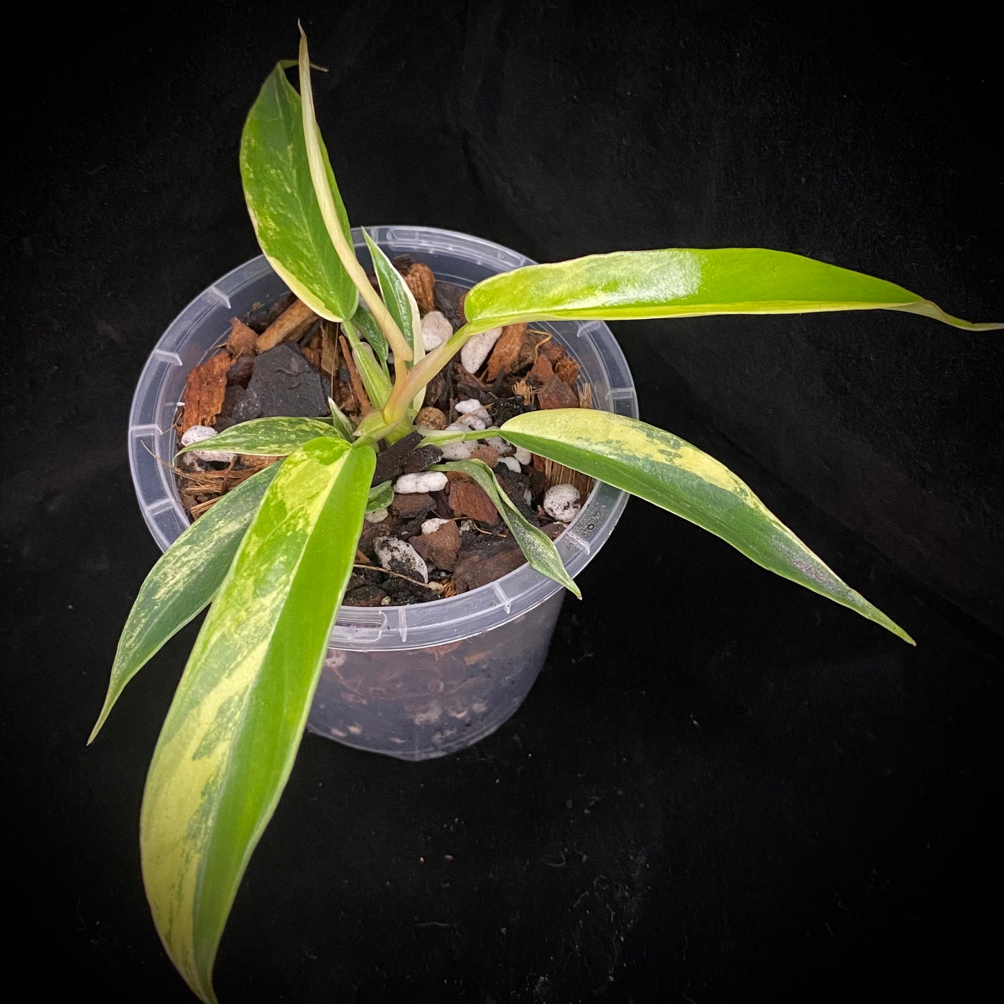 Philodendron Florida Beauty × Tortum Variegated D