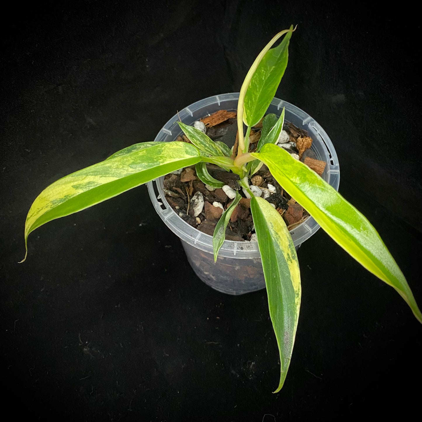 Philodendron Florida Beauty × Tortum Variegated D