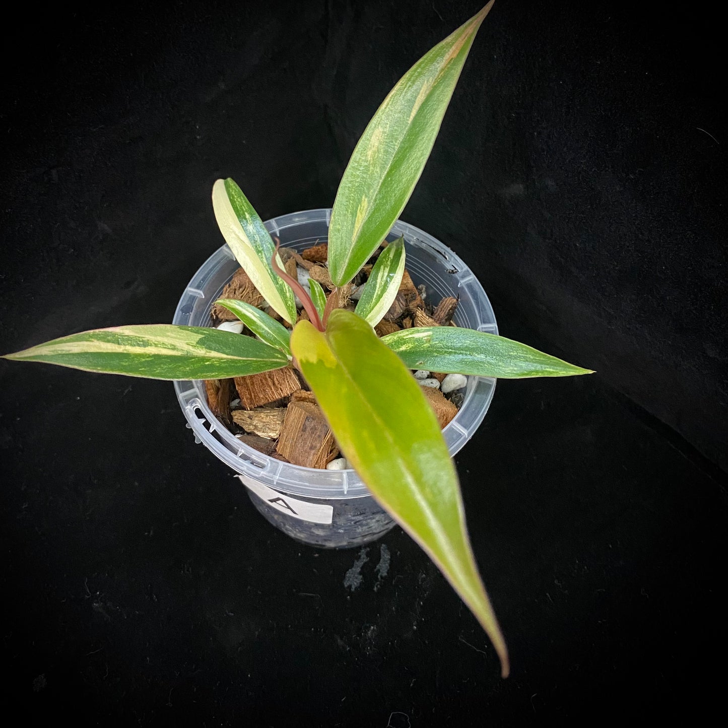 Philodendron Caramel Marble A