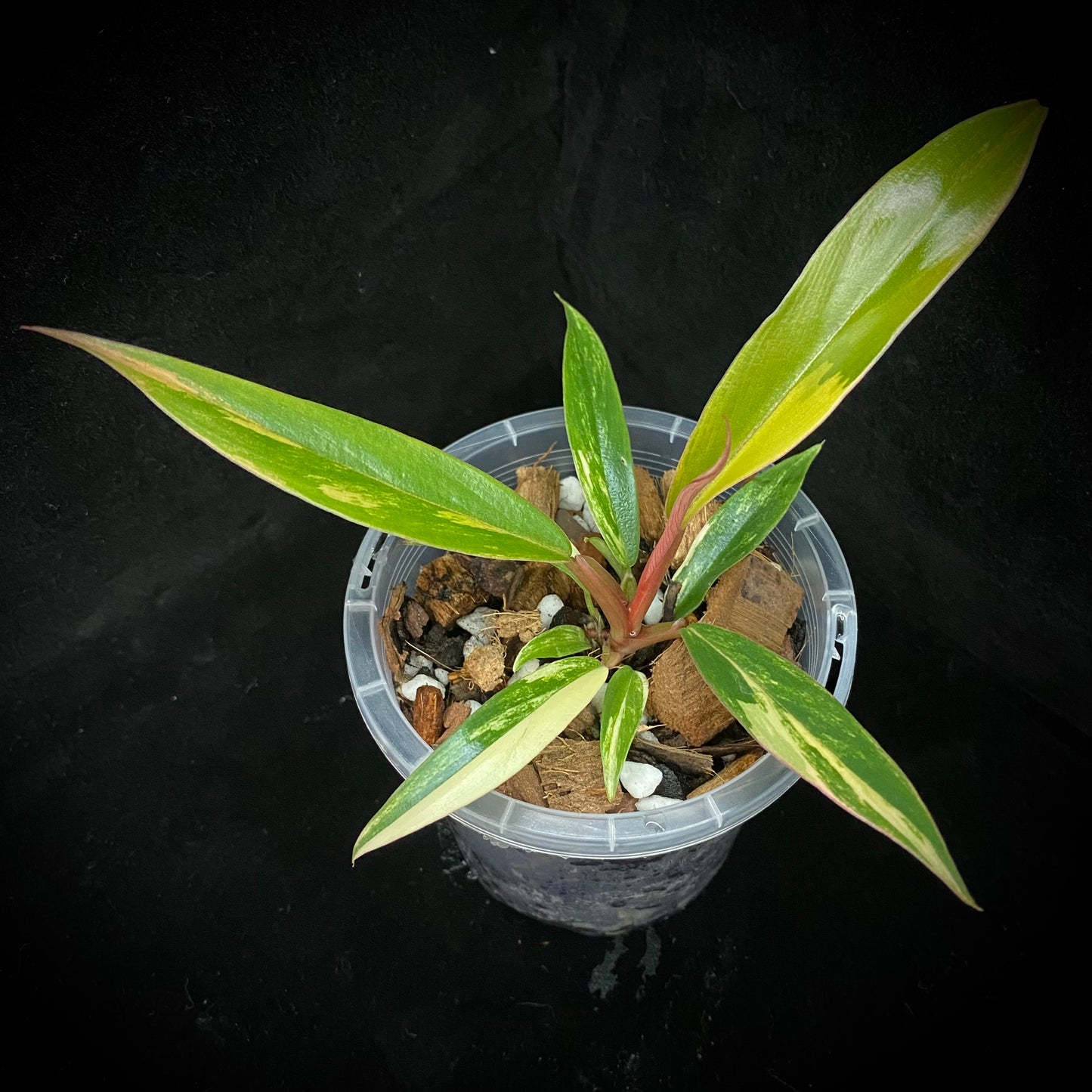 Philodendron Caramel Marble A
