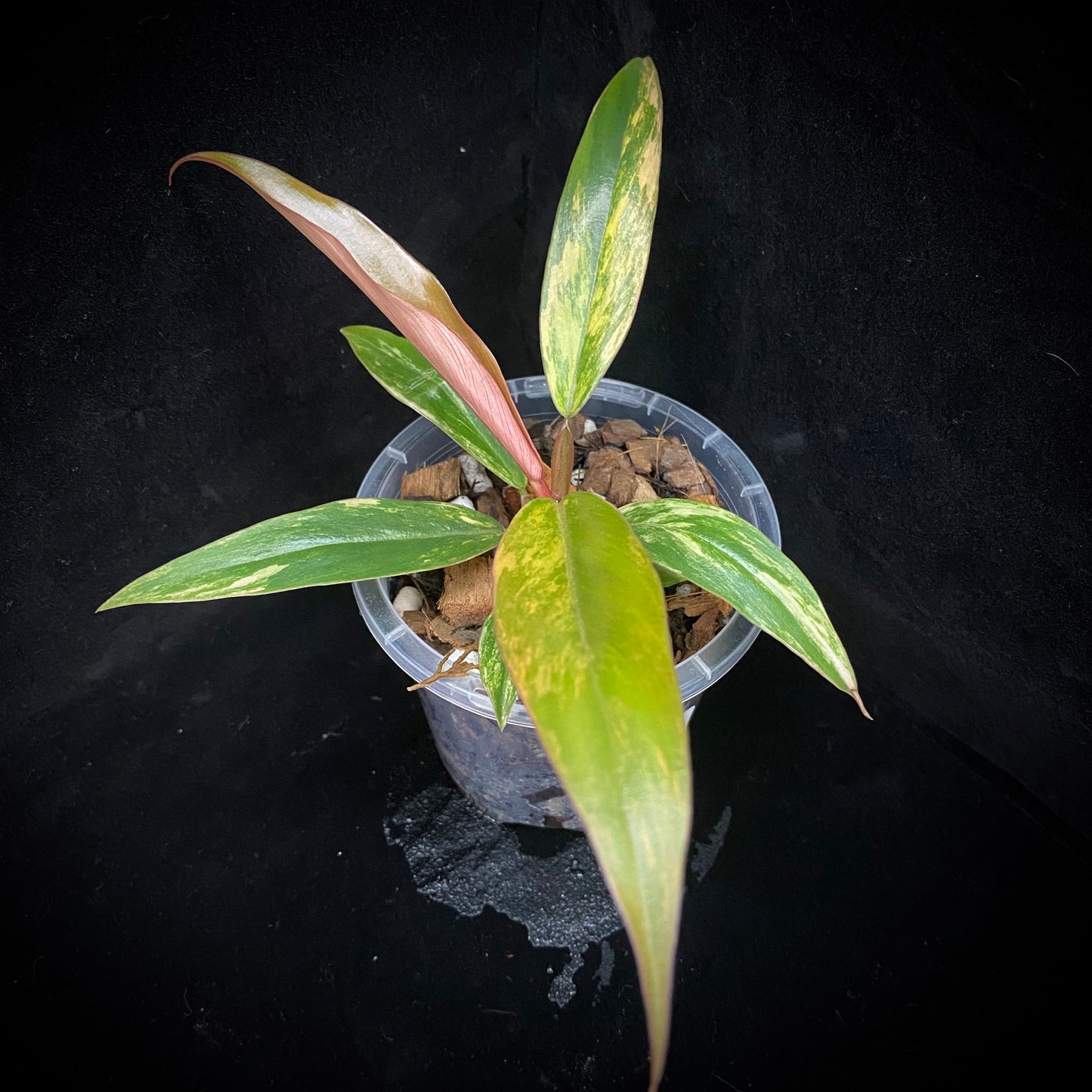 Philodendron Caramel Marble C