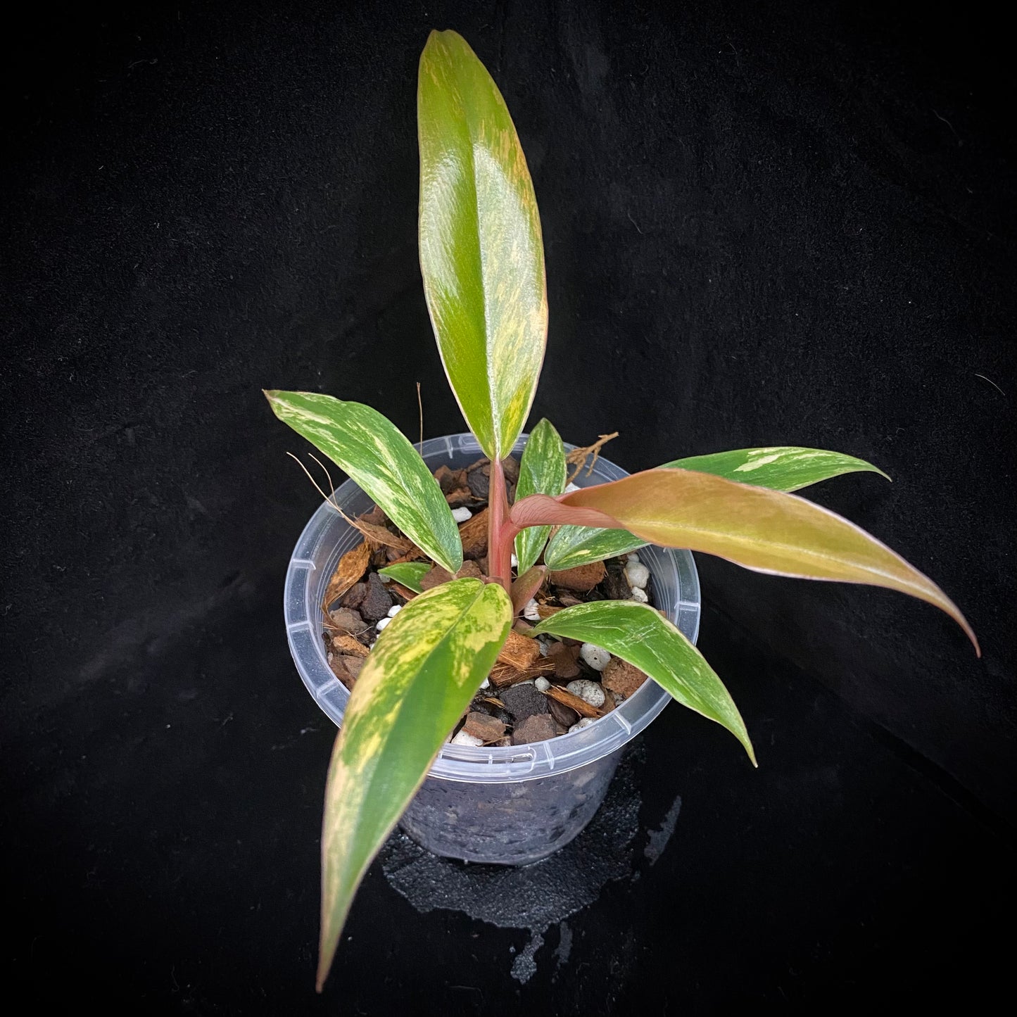 Philodendron Caramel Marble C