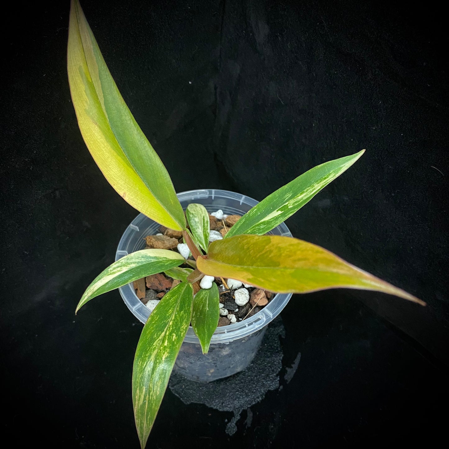 Philodendron Caramel Marble D