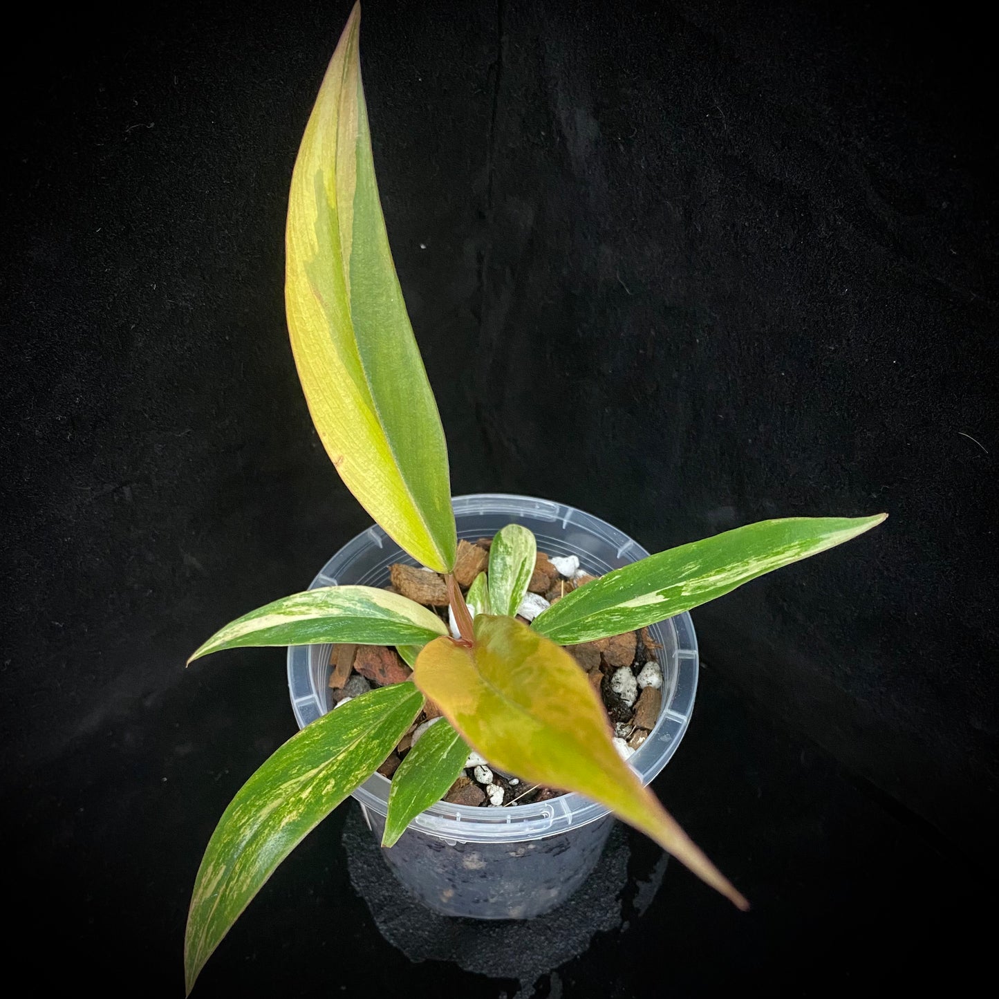 Philodendron Caramel Marble D