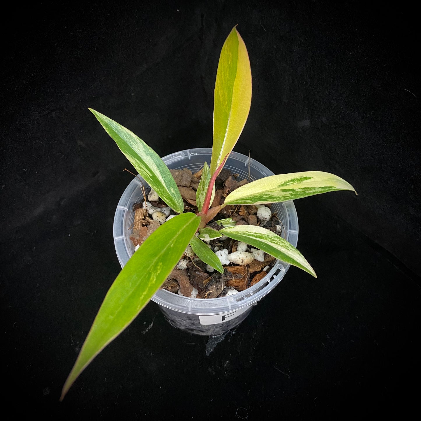 Philodendron Caramel Marble F
