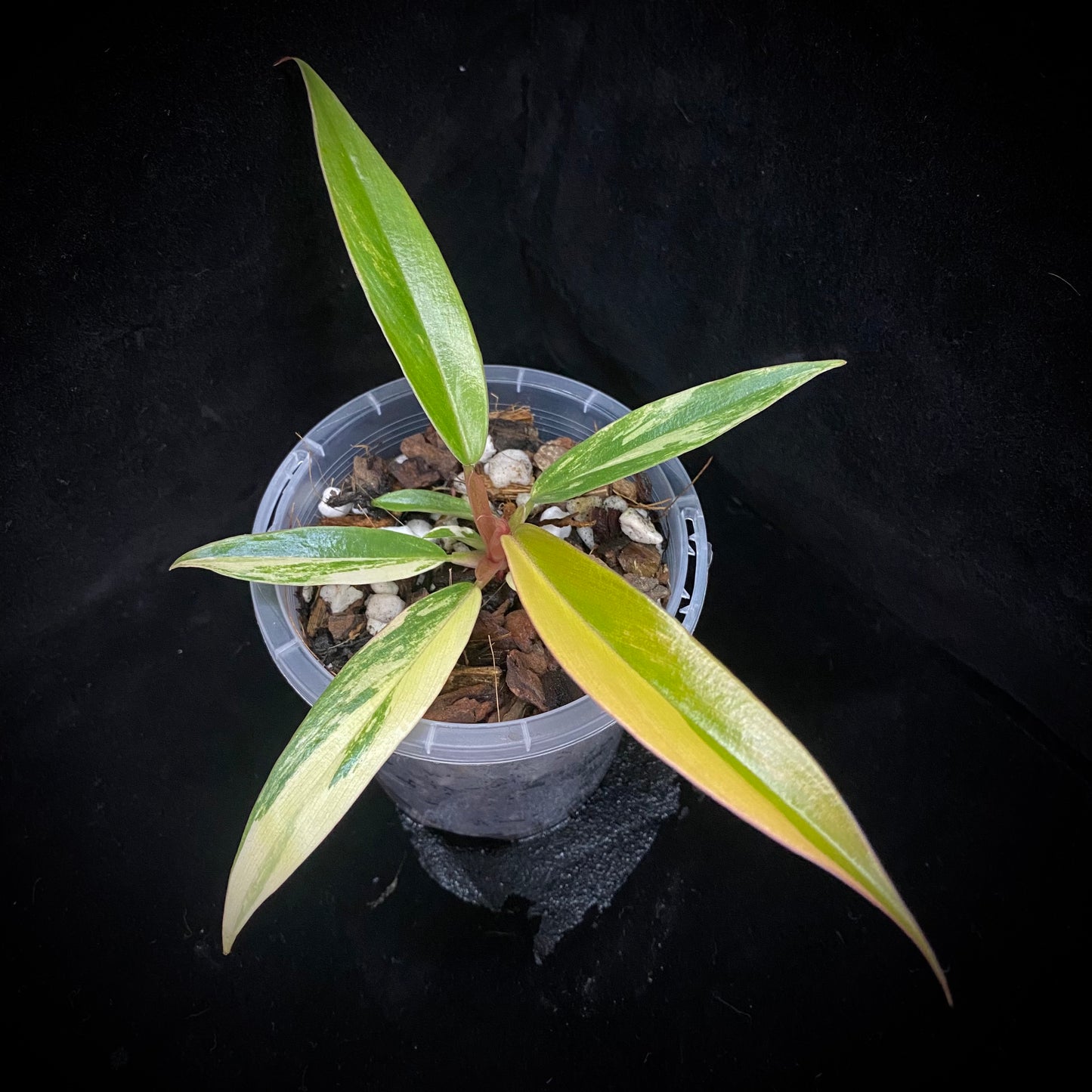 Philodendron Caramel Marble F