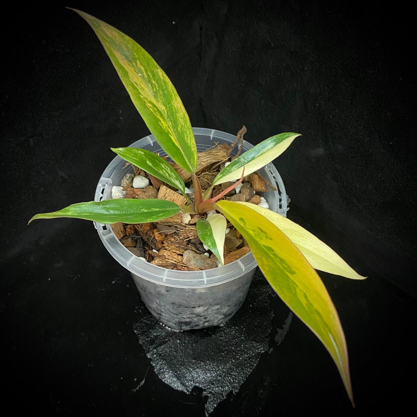 Philodendron Caramel Marble G