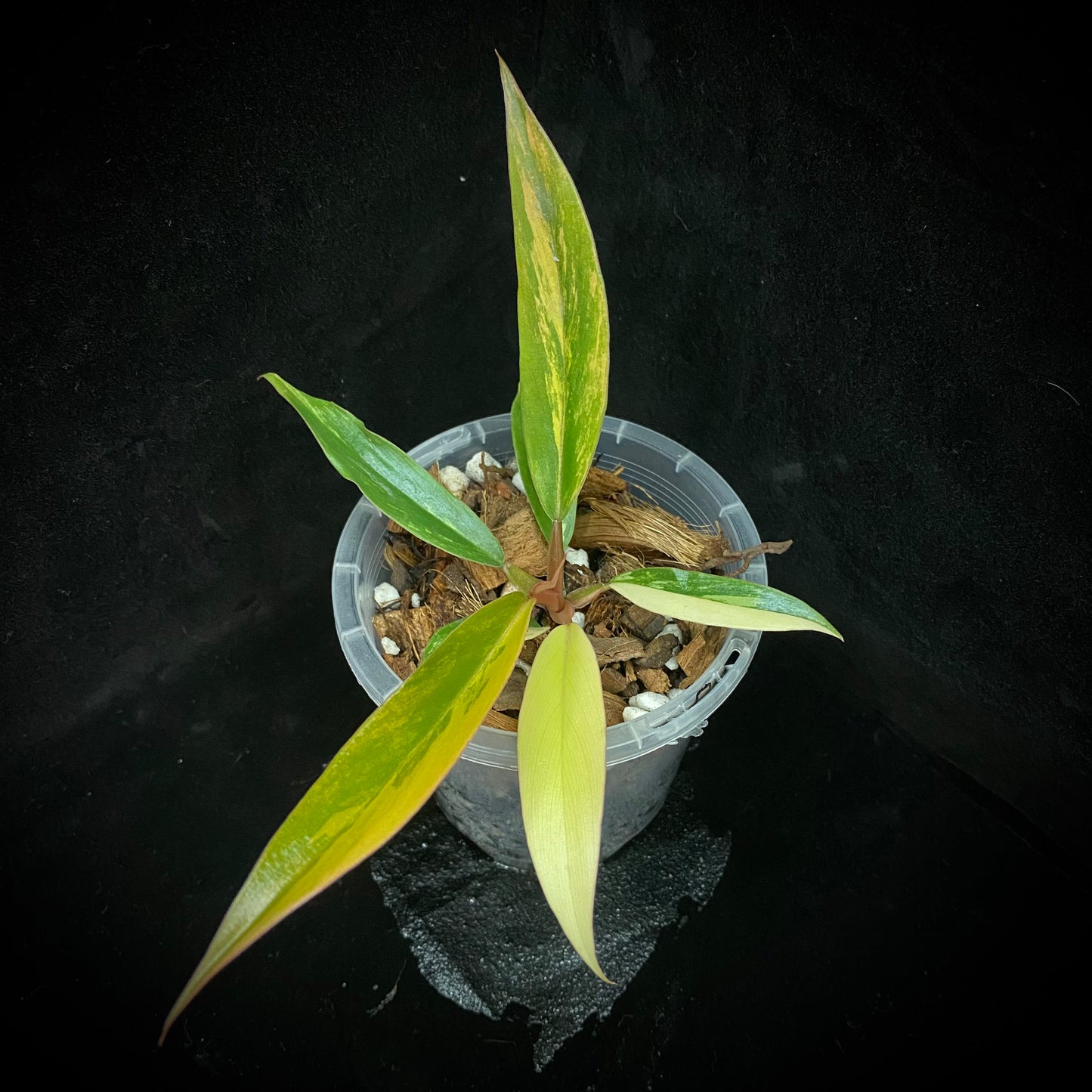 Philodendron Caramel Marble G