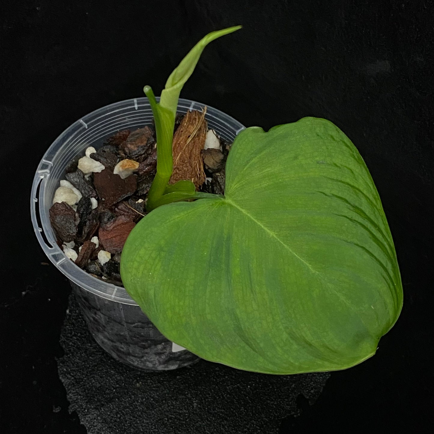 Philodendron Fibraecataphyllum E