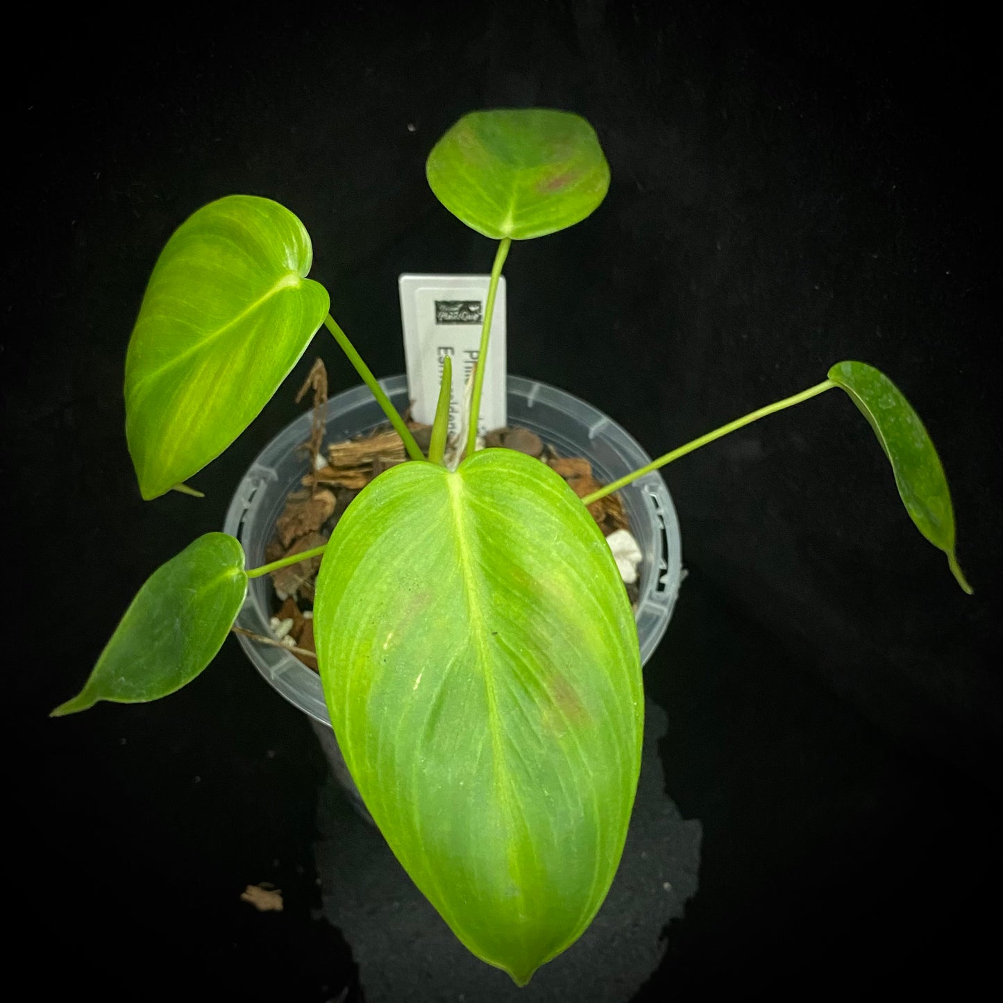 Philodendron Esmeraldense Y