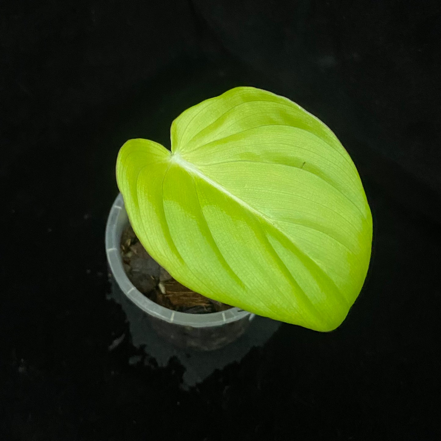 Philodendron Pastazanum E