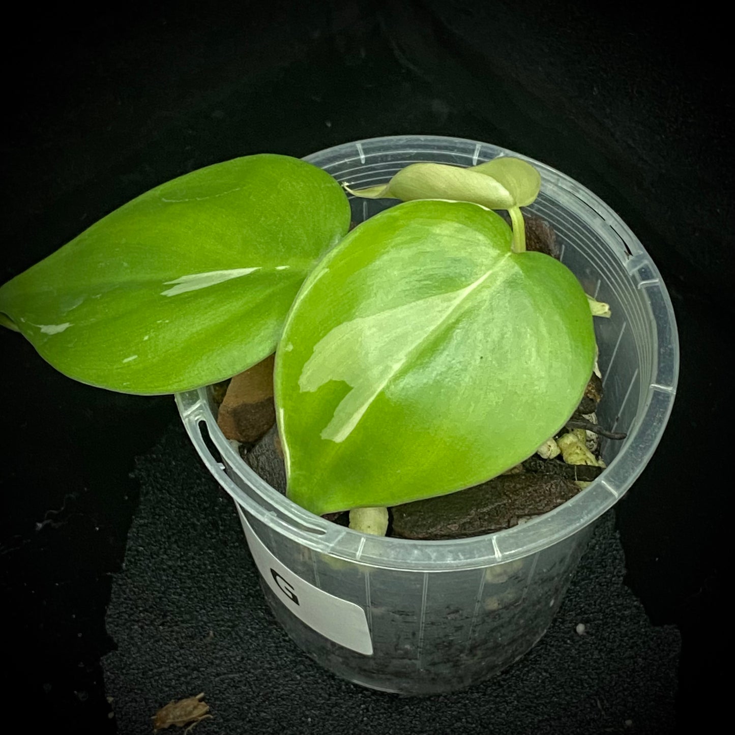 Philodendron Albo Heartleaf G