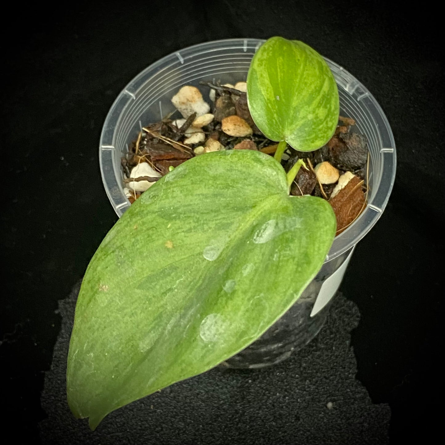 Philodendron Heartleaf Variegated A