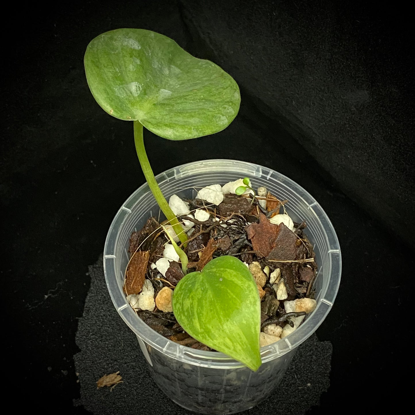 Philodendron Heartleaf Variegated A