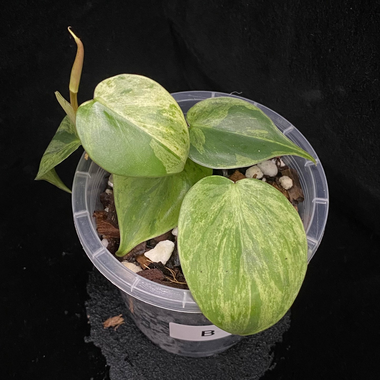 Philodendron Heartleaf Variegated B