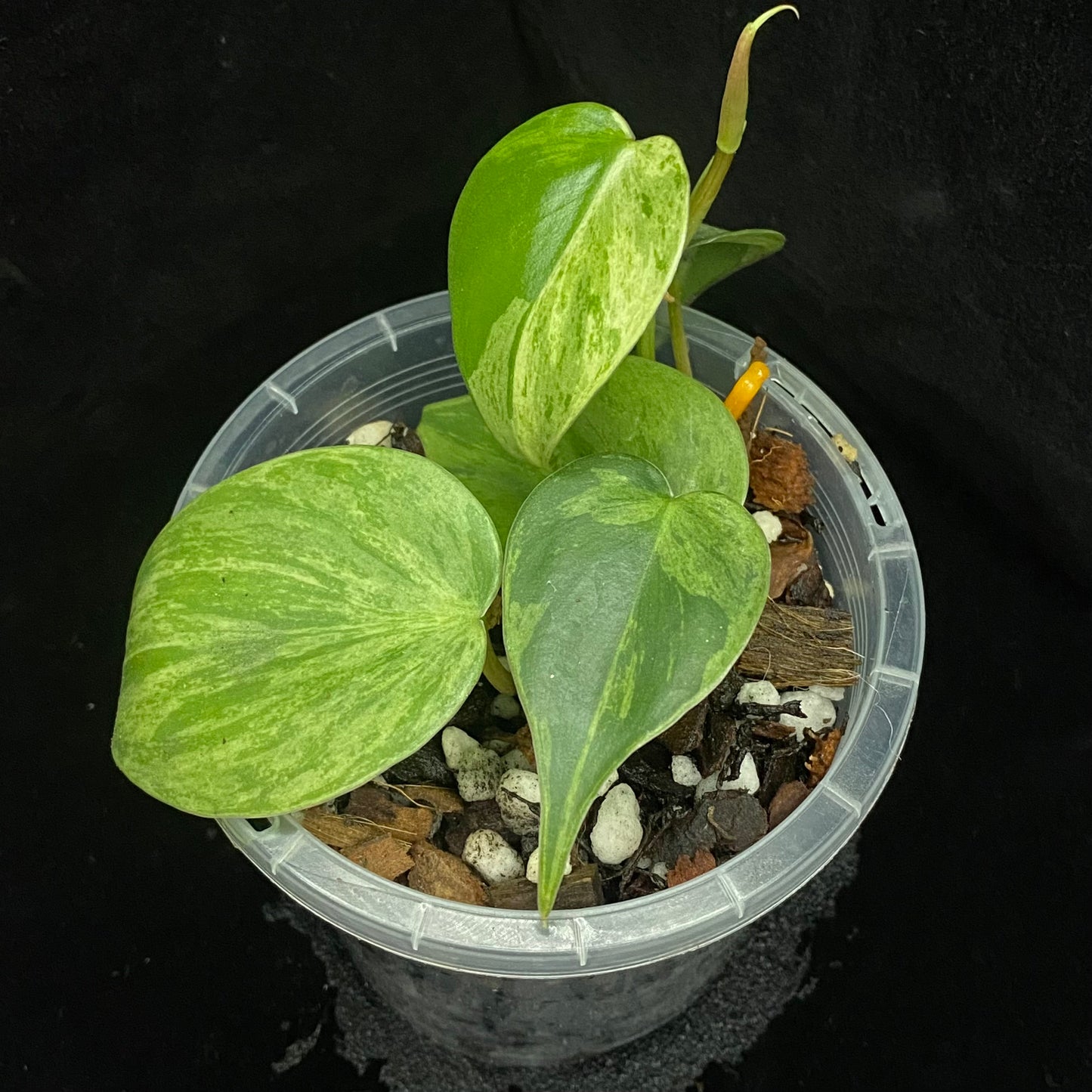Philodendron Heartleaf Variegated B