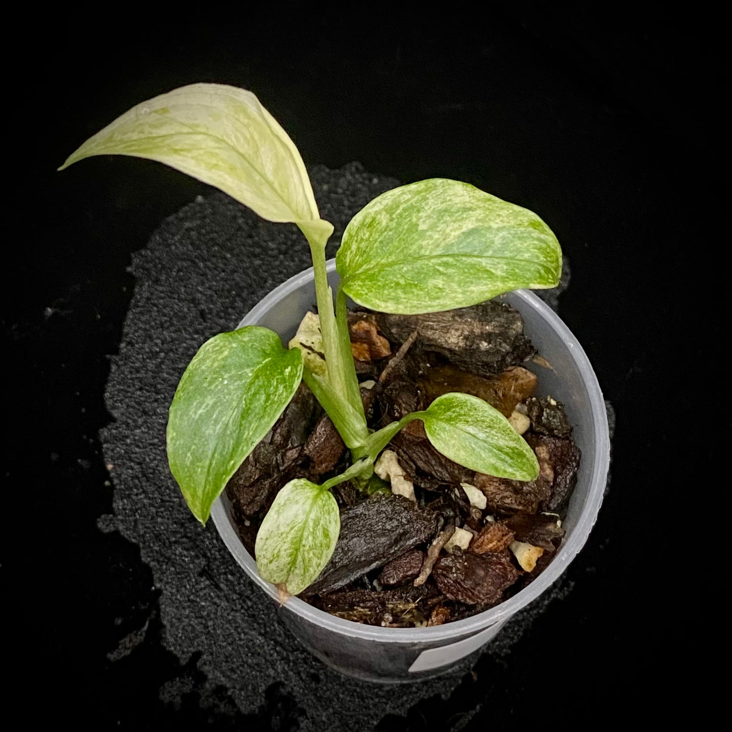 Monstera Adansonii Laniata Mint K