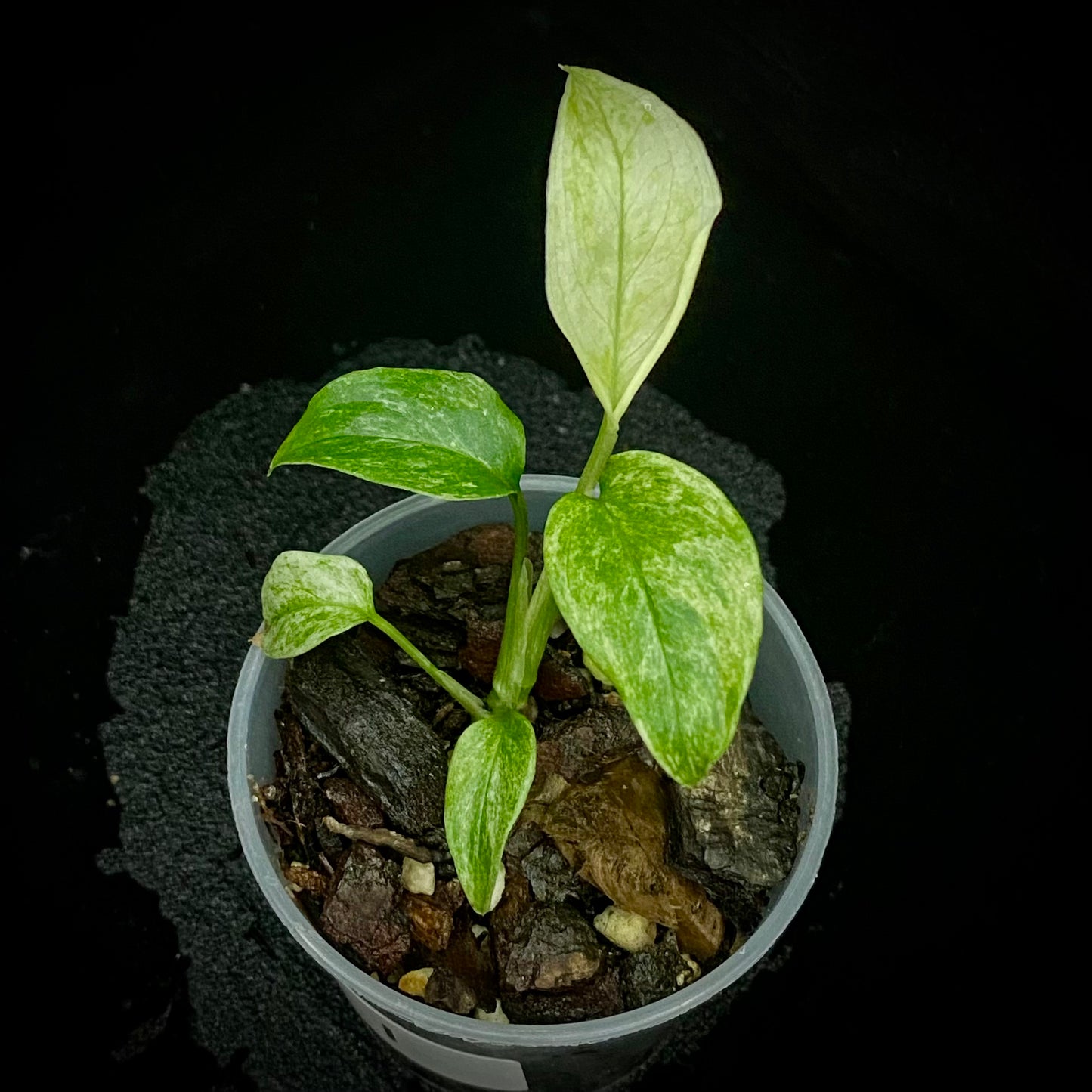 Monstera Adansonii Laniata Mint K