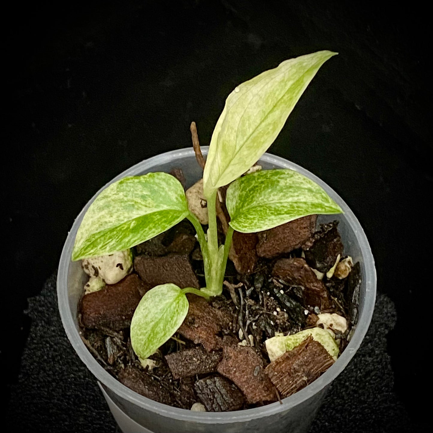 Monstera Adansonii Laniata Mint K