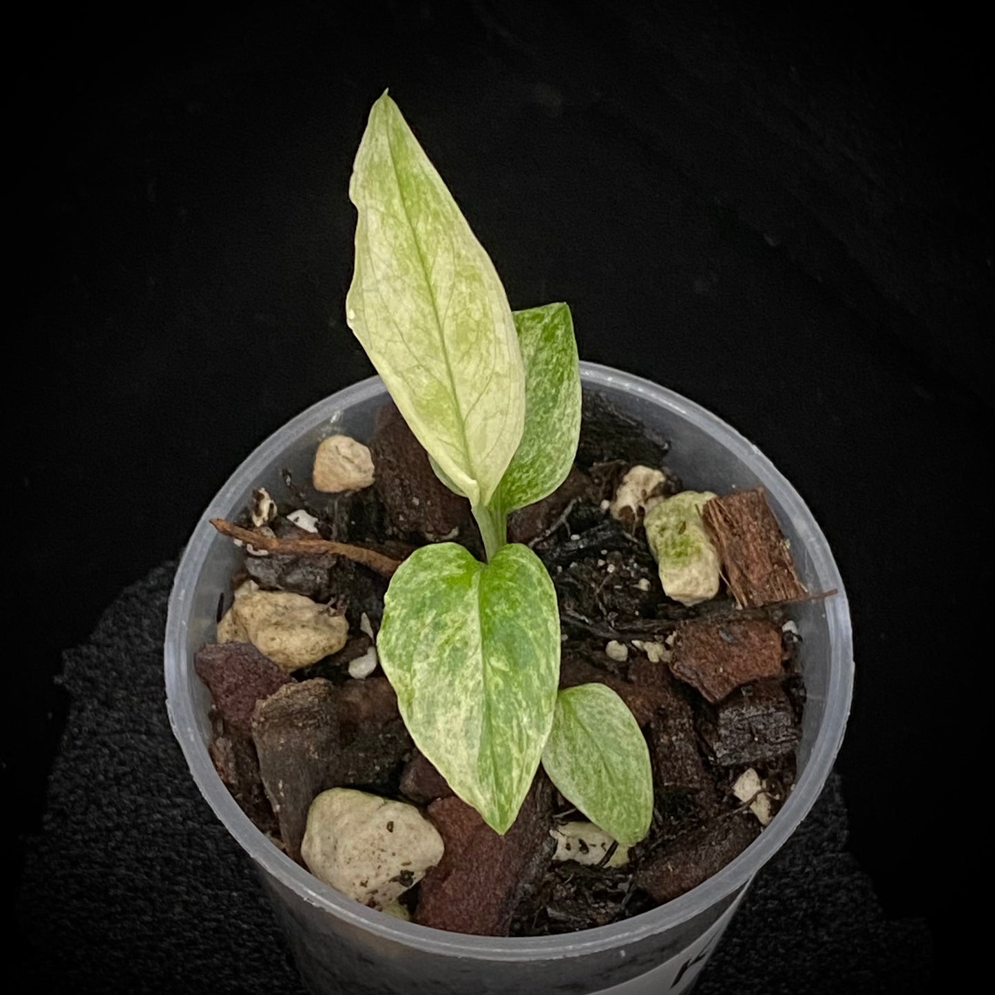 Monstera Adansonii Laniata Mint K