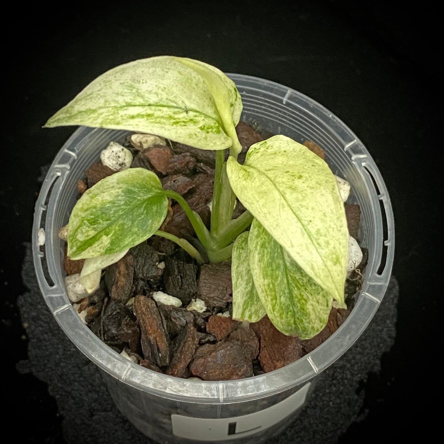 Monstera Adansonii Laniata Mint L