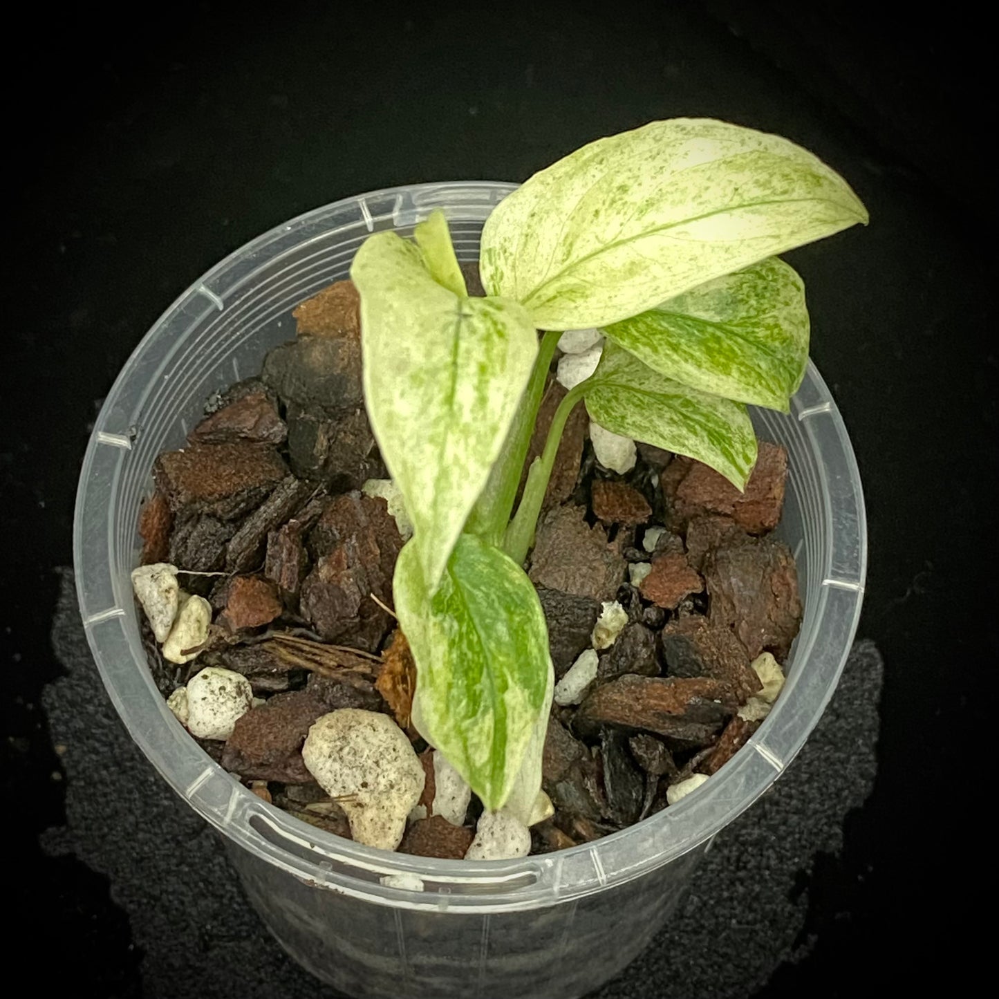 Monstera Adansonii Laniata Mint L
