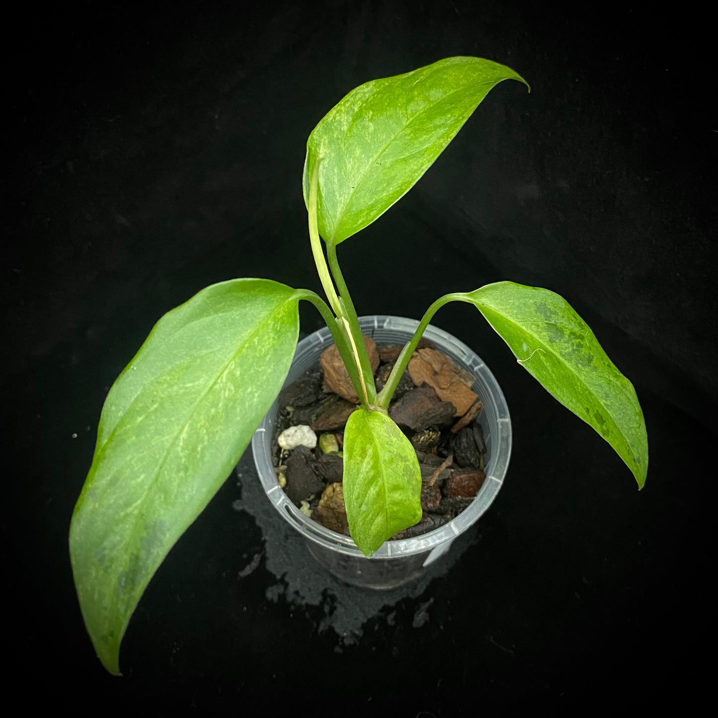 Monstera Adansonii Laniata Aurea A