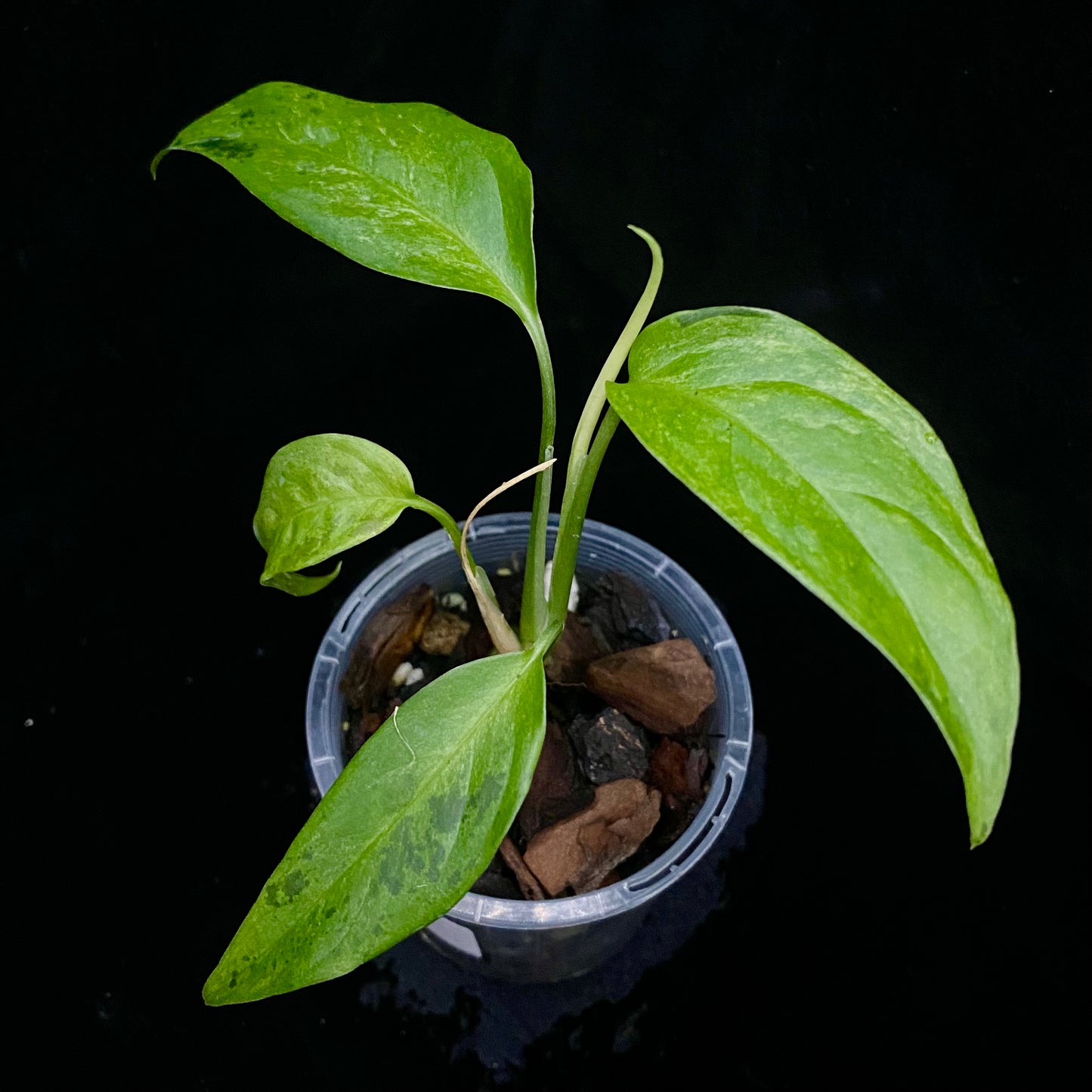 Monstera Adansonii Laniata Aurea A