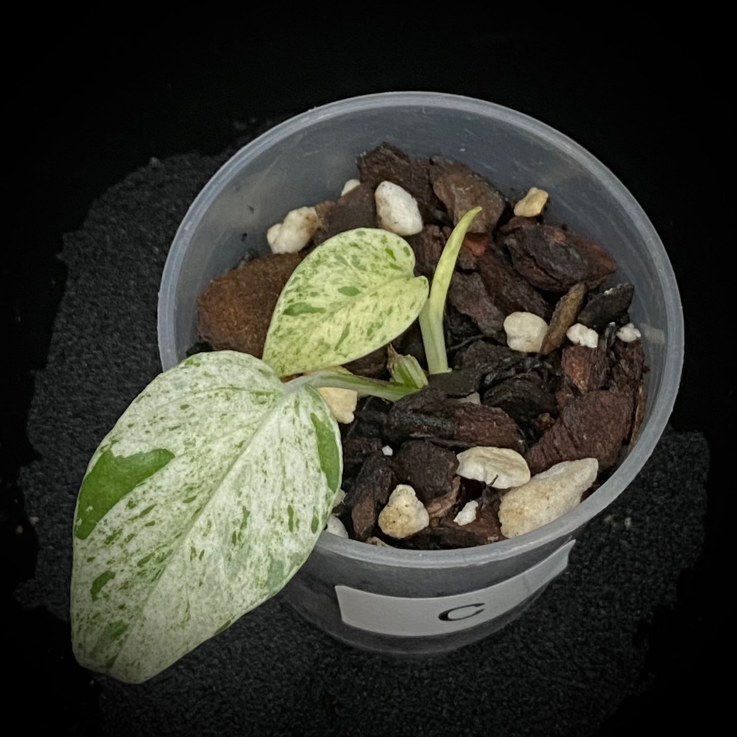 Epipremnum Pinnatum Marble C