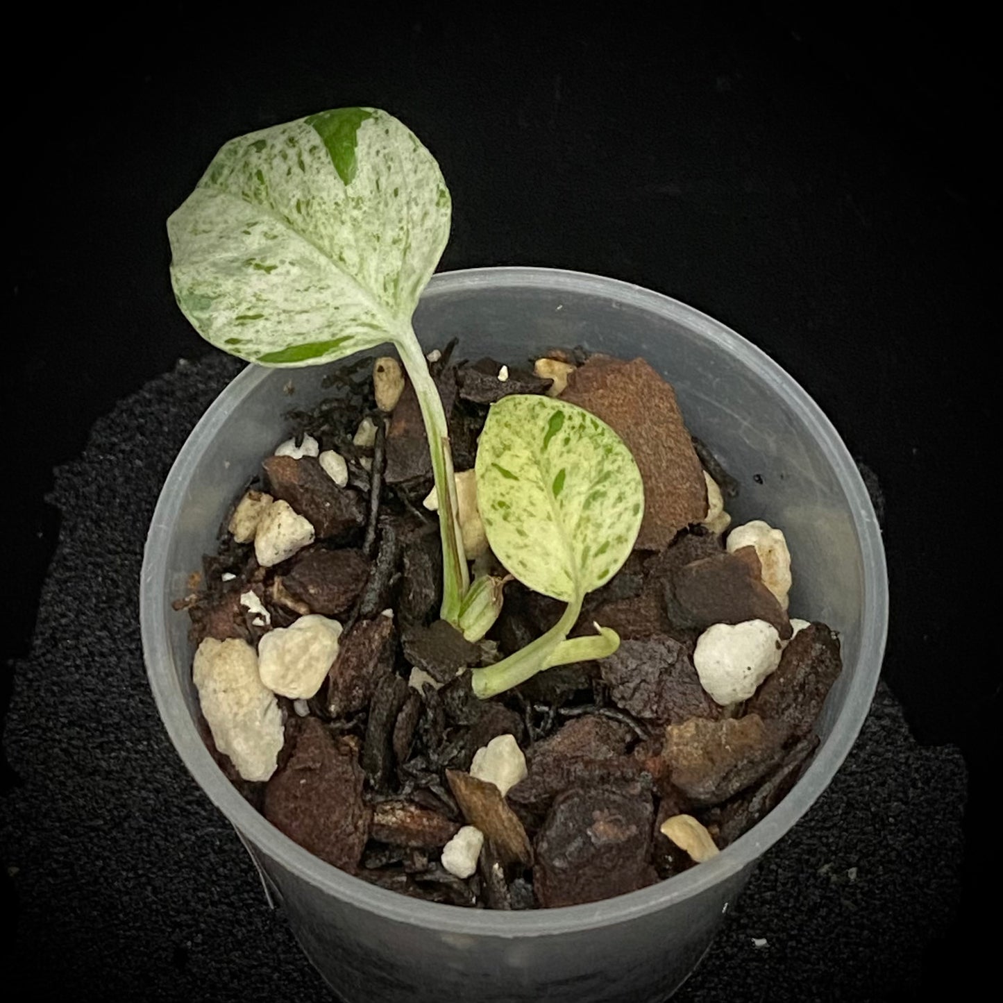 Epipremnum Pinnatum Marble C