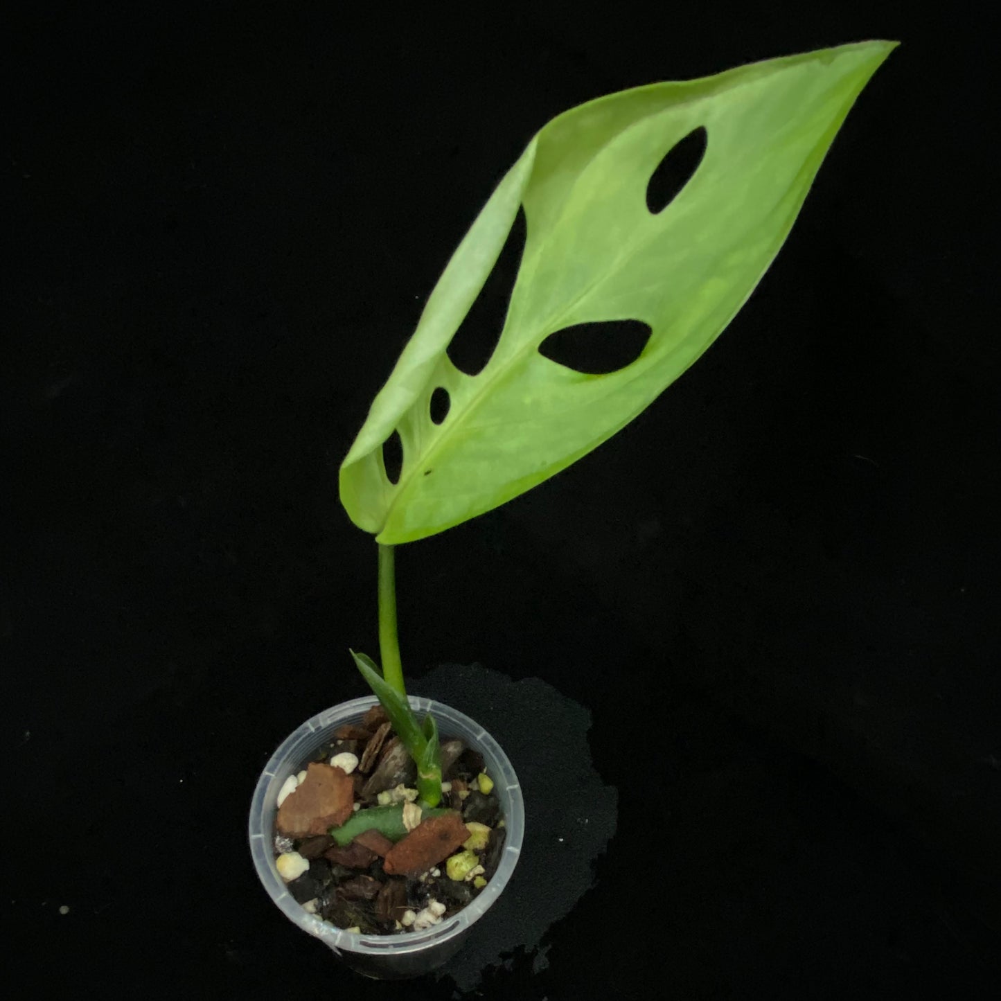 Monstera Esqueleto
