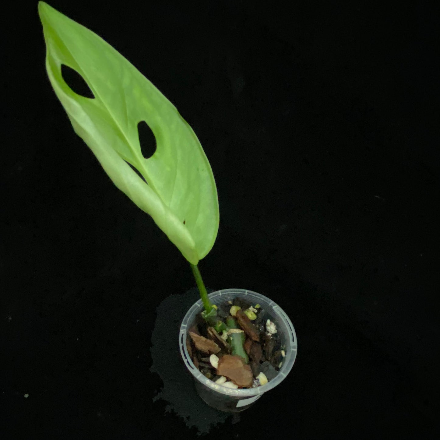 Monstera Esqueleto