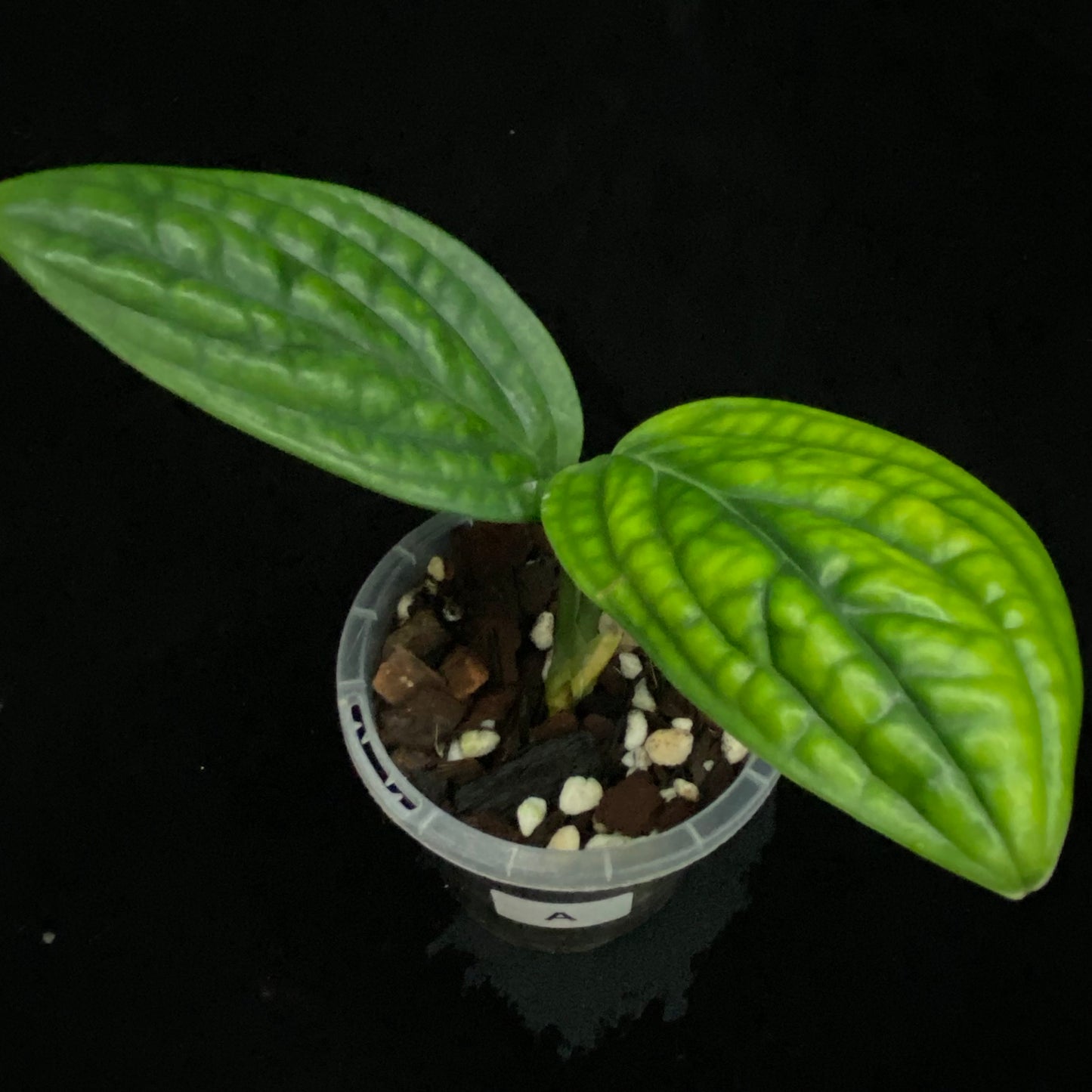 Monstera Peru A
