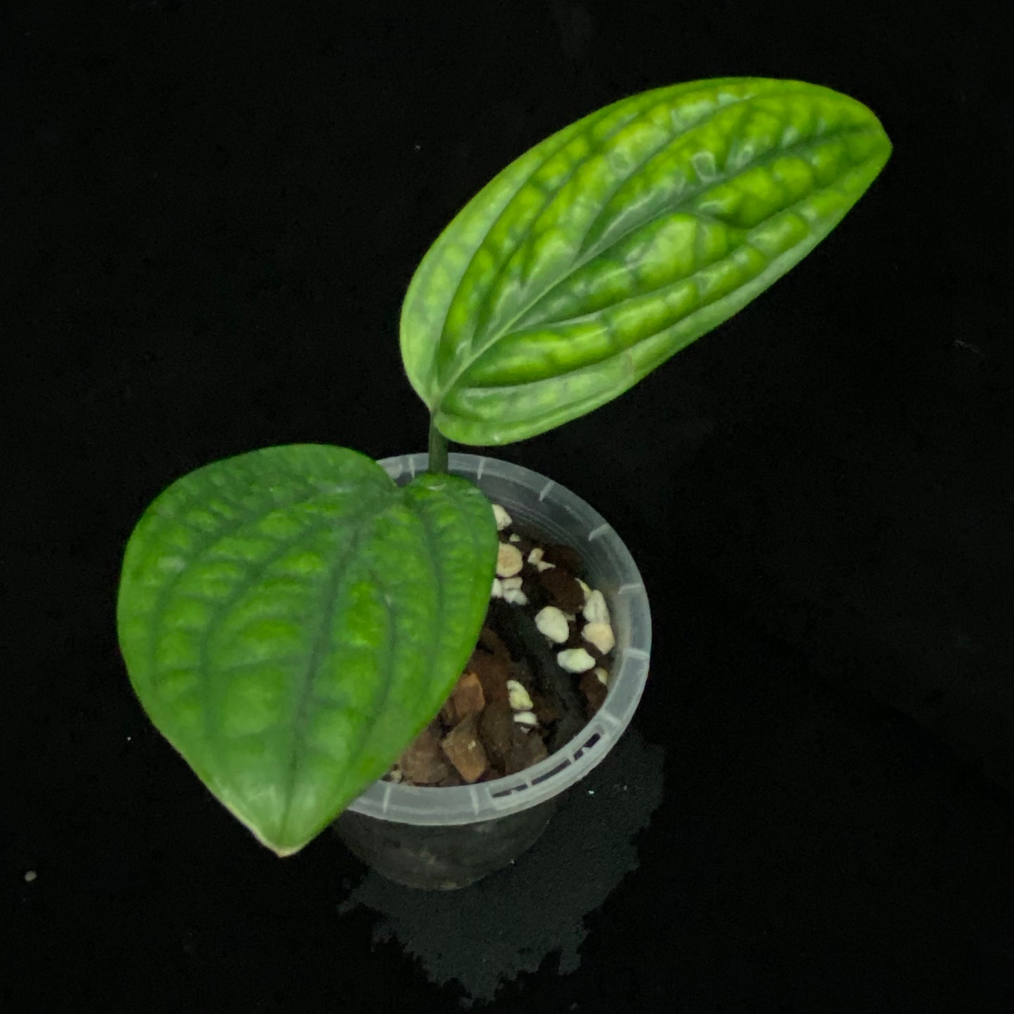 Monstera Peru A