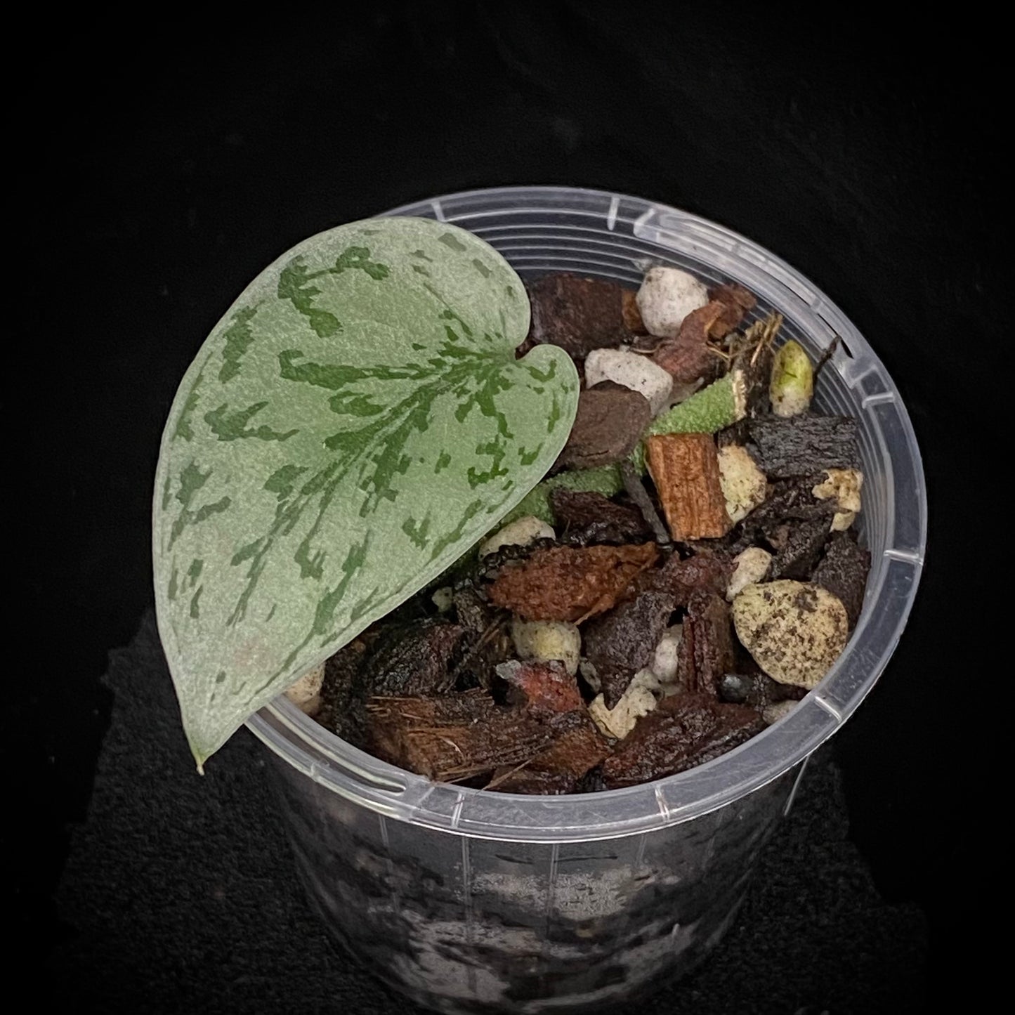 Scindapsus Silver Lady C