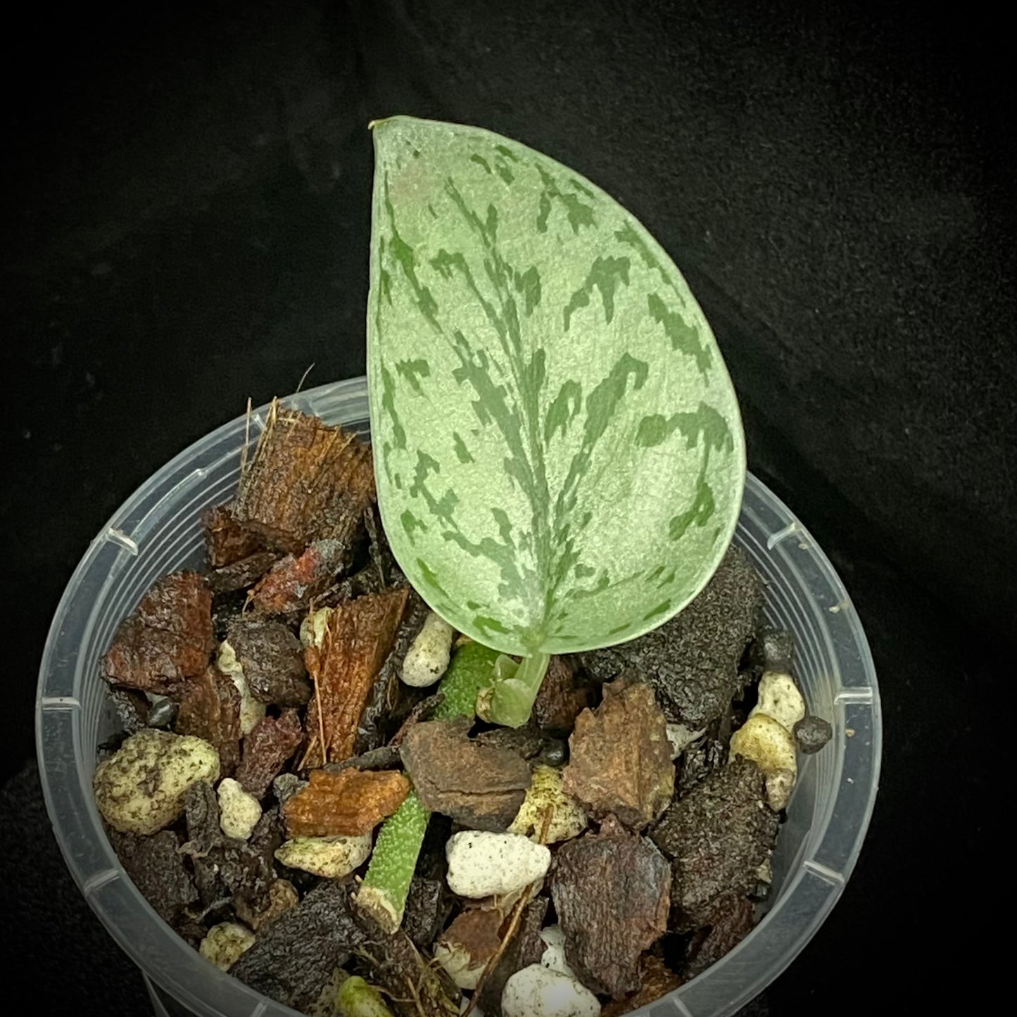 Scindapsus Silver Lady C