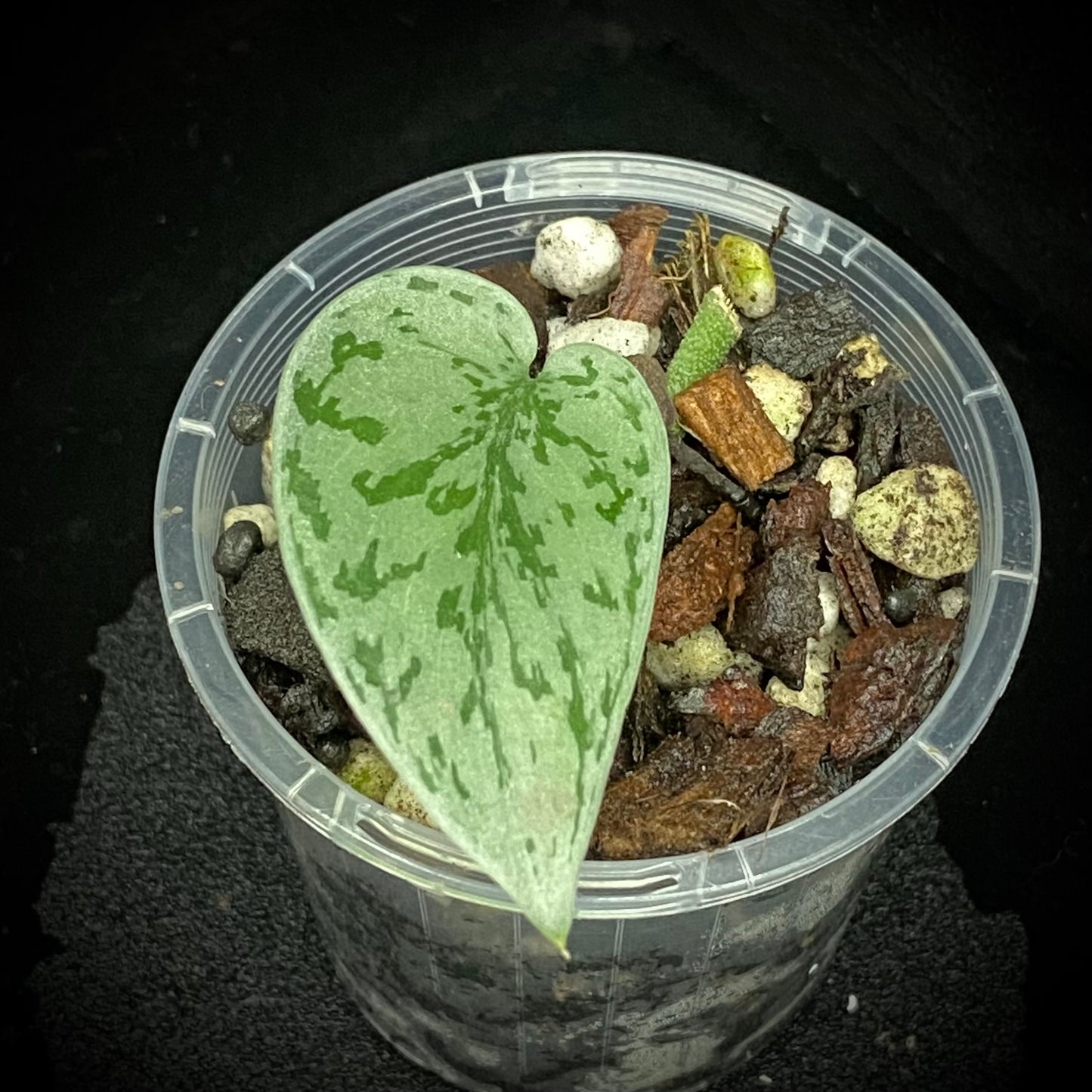 Scindapsus Silver Lady C